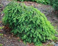 Ель обыкновенная Форманек (Picea abies Formanek), H50-60  C15